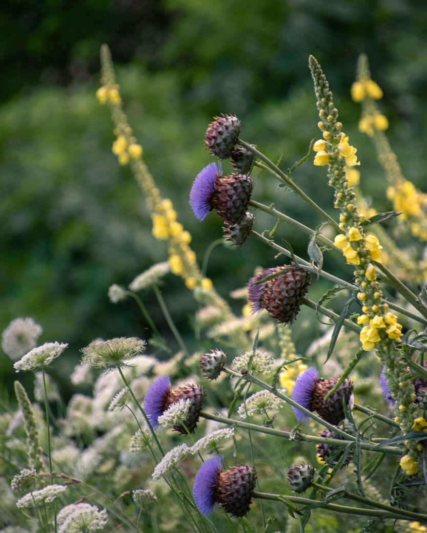 Luxembourg Blomster