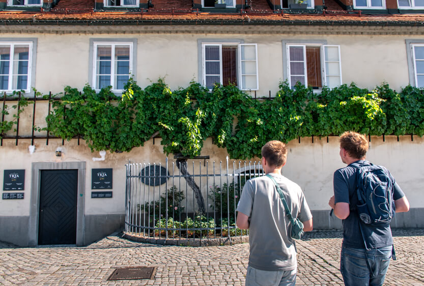 Efter sigende, verdens ældste vindrueranke. Maribor, Slovenien.